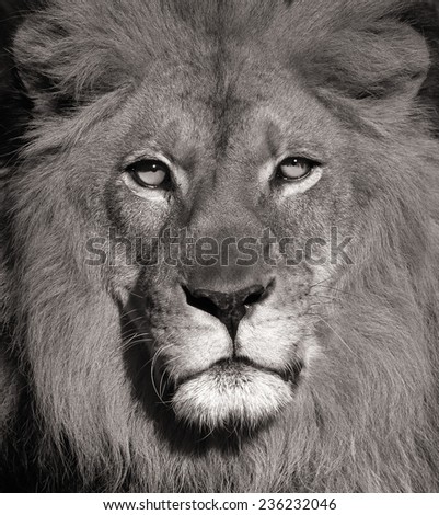 Beautiful Portrait Of a Lion In Black and White
