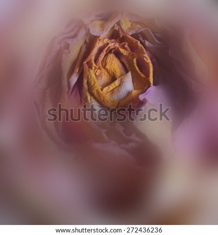 A beautiful Macro Inside Image of the center Bud of Rose, Super focus