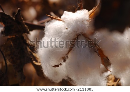 Closeup of Raw cotton in the field