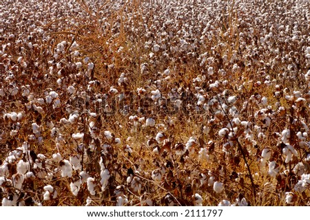 Wide shot of cotton field farm