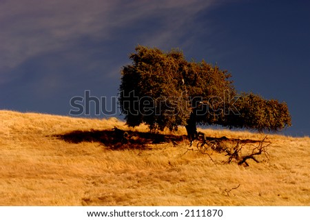 Isolated tree against Blue California sky