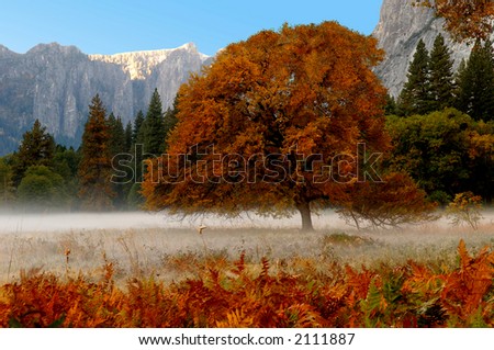 Beautiful Mist in early morning , yosemite valley