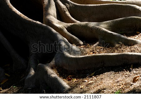 Arty Image of very old Ficus tree Roots in california Mission garden