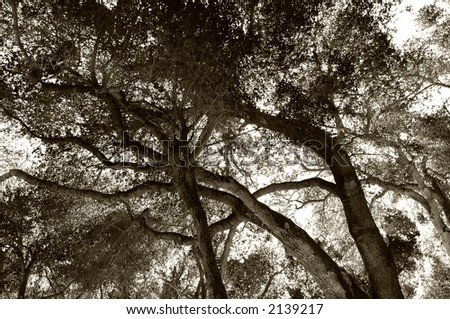 California Live oak tree in carmel Valley