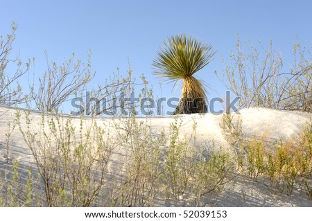 Beautiful Image of the dunes at White sands new mexico