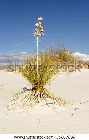Nice Image of the common Cactus In White sands, New mexico