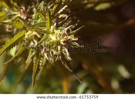 Nice closeup Image Of very Powerful marijuana Purple Haze