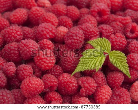 Close up of fresh picked raspberries with a leaf.