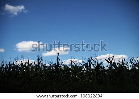 Silhouetted corn field with blue sky and white clouds