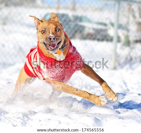 Active Mixed Breed Puppy Dog running in snow outside