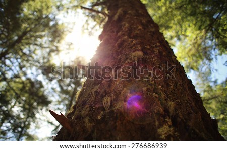 Redwood tree with sun flare through branches looking up