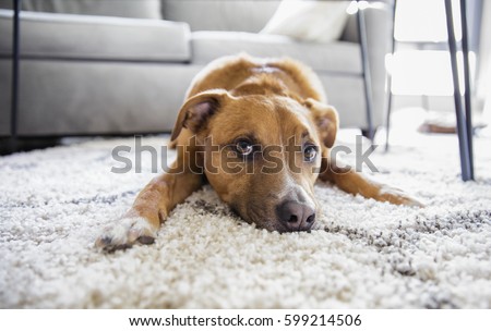 Shepherd mix puppy dog makes funny face lying on shag rug carpet at home