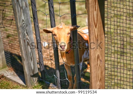 A billy goat pokes its head through fence at apple orchard farm in Illinois
