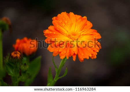 Calendula officinalis. Pot marigold flower against black ground