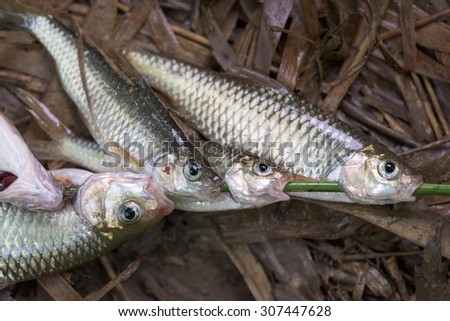 Hand caught fish during my expedition, they are food for survivors