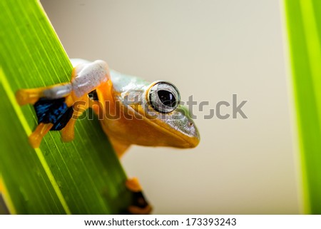 Rain forest, natural environment, exotic frog
