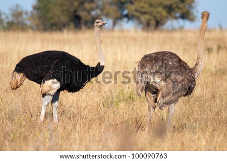 A male and female ostrich in grasslands with female turning away from male