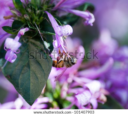 An African honey bee with prominent purple pollen sacs getting nectar from a bright purple ribbon bush