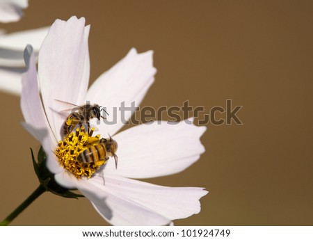 African honey bees sharing nectar from a soft pink cosmos blossom with soft brown background