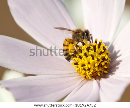 An African honey bee sucking nectar from a soft pink cosmos blossom with soft brown background