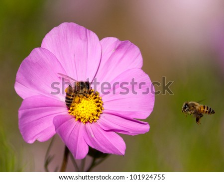An African honey bee sucking nectar from a bright pink cosmos blossom being approached by a flying bee with a colorful soft background