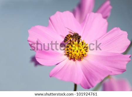 An African honey bee sucking nectar from a pink cosmos blossom with light blue background
