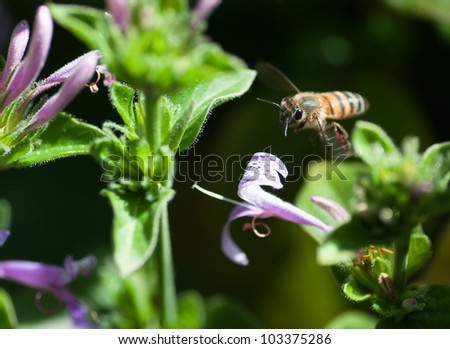 An African honey bee flying between flowers of a bright purple ribbon  bush