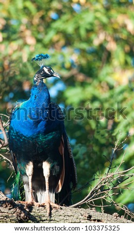 Brightly colored green and blue Peacock perched in a tree
