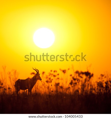 A lone Blesbuck silhouetted in front of a warm orange sunrise