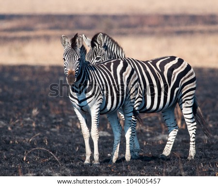 A pair of zebras standing in a dark and light post fire field