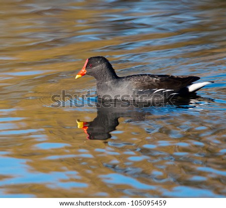 A common Moorhen swimming on water with good reflection
