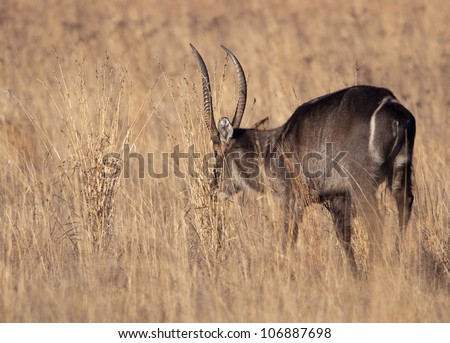 A large male waterbuck walking behind some clumps of dried grass