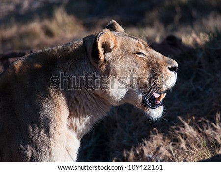 A profile of a Lioness with mouth open showing fangs