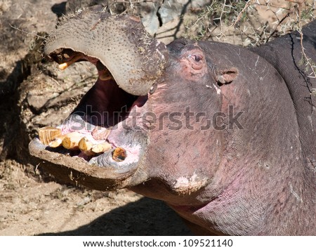 A hippo with mouth wide open showing skew yellow teeth