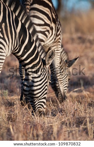 A pair of zebras grazing with heads down
