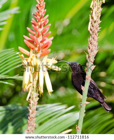 A dark Amethyst Sunbird  looking towards the next door flower