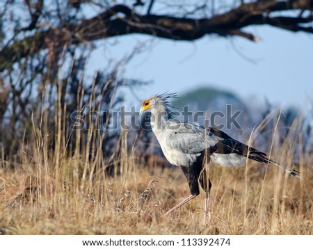 Secretary bird walking in grasslands with trees in the background