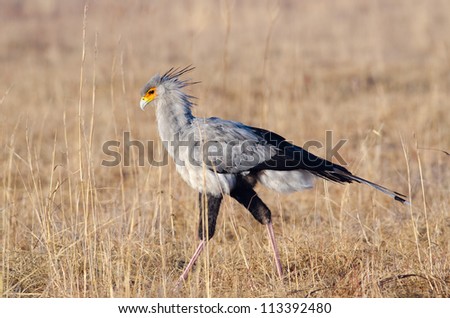 Typical view of a Secretary Bird walking in grasslands looking for prey