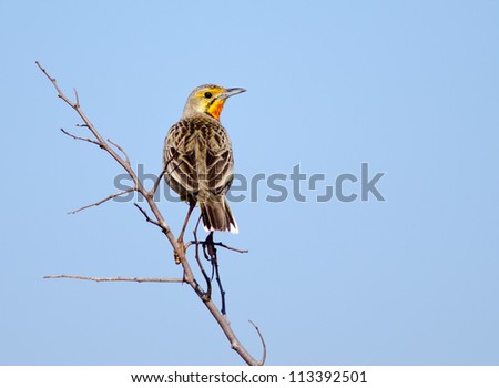 An Orangethroated Longclaw perched on a dry twig with head turned to side