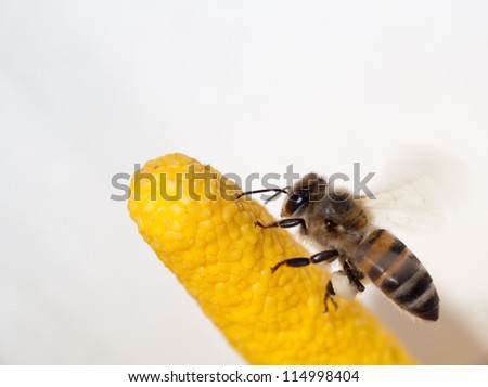 African honey bee climbing the yellow spadix of a white Arum lily