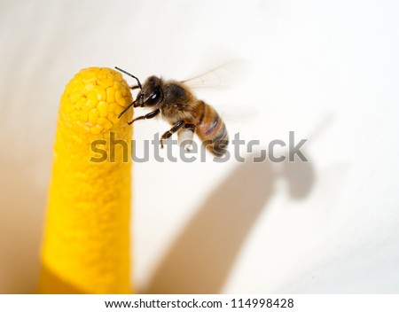 African honey bee flying close to the yellow spadix of a white Arum lily