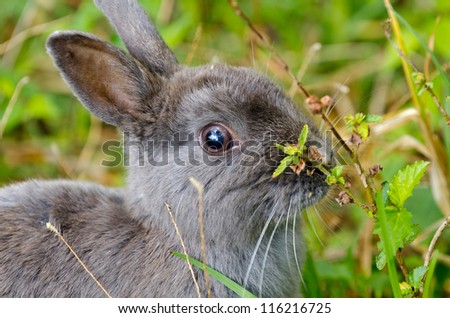 A grey pet rabbit about to take a bite of a green leaf