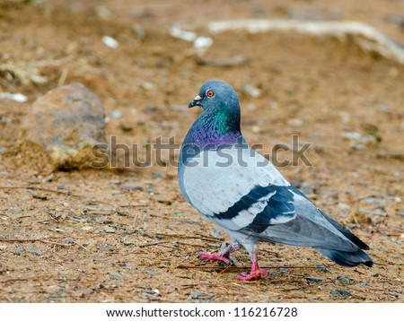 A large Rock Pigeon walking on sandy ground with stones in the background