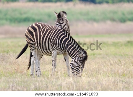 A Zebra peeking over the back of a grazing adult