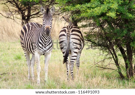 The front and back of Zebras under a thorn tree