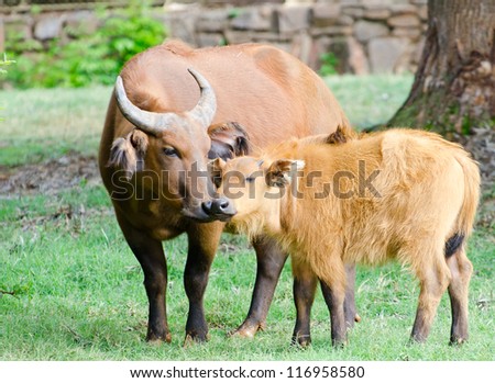 A mother and child red forest buffalo get close to each other
