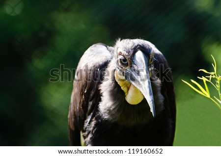 A Southern Ground Hornbill staring into the distance with a dark green background