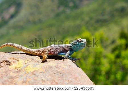 Close-up of blue headed lizard on a brown rock with foot turned up