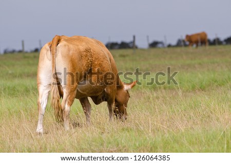 A cow grazing in a field with a fence and bull in the background
