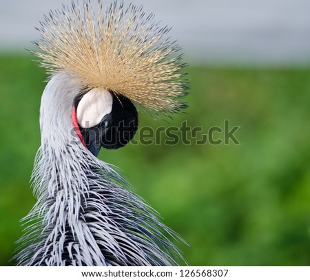 Head of a crowned crane busy grooming its feathers
